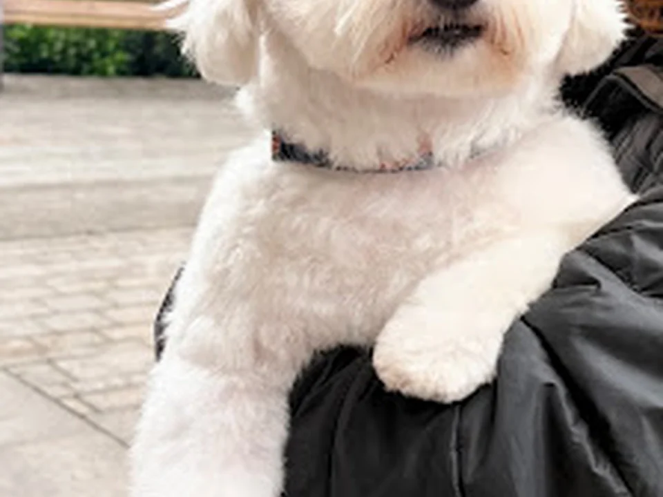 Buf Peluquería Canina