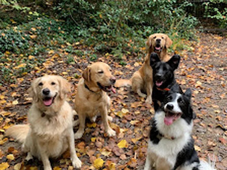 Caruma Dog School