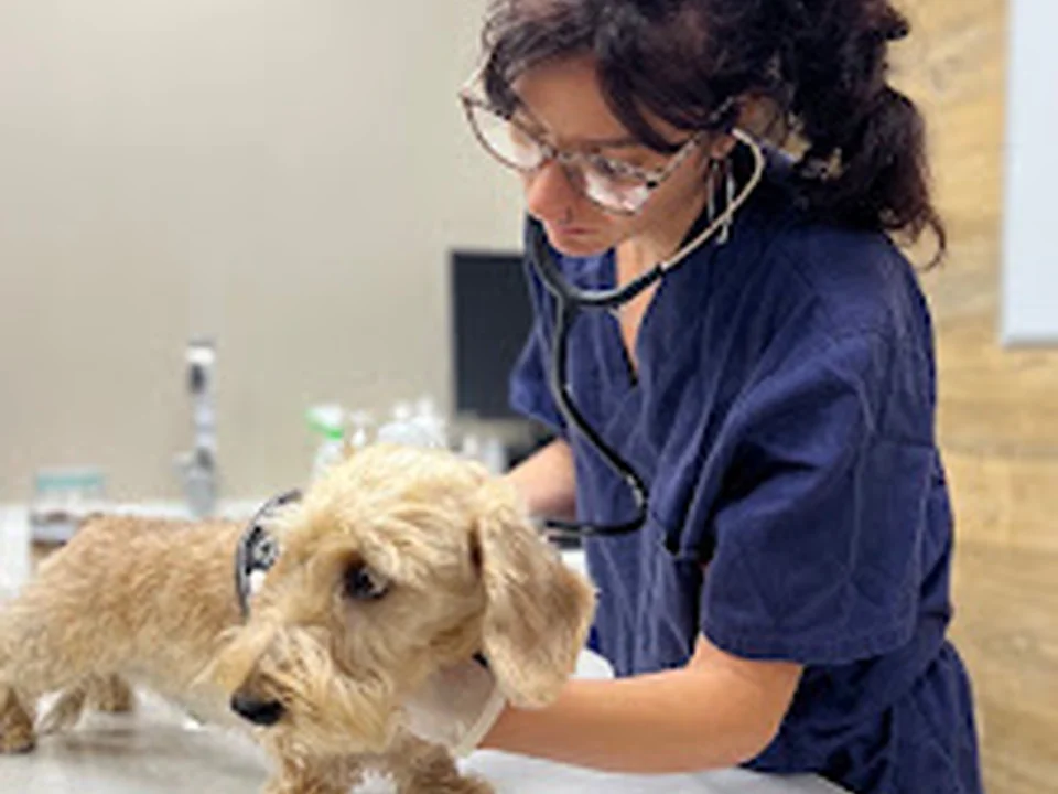 Clínica Veterinària del Mar - Sicília