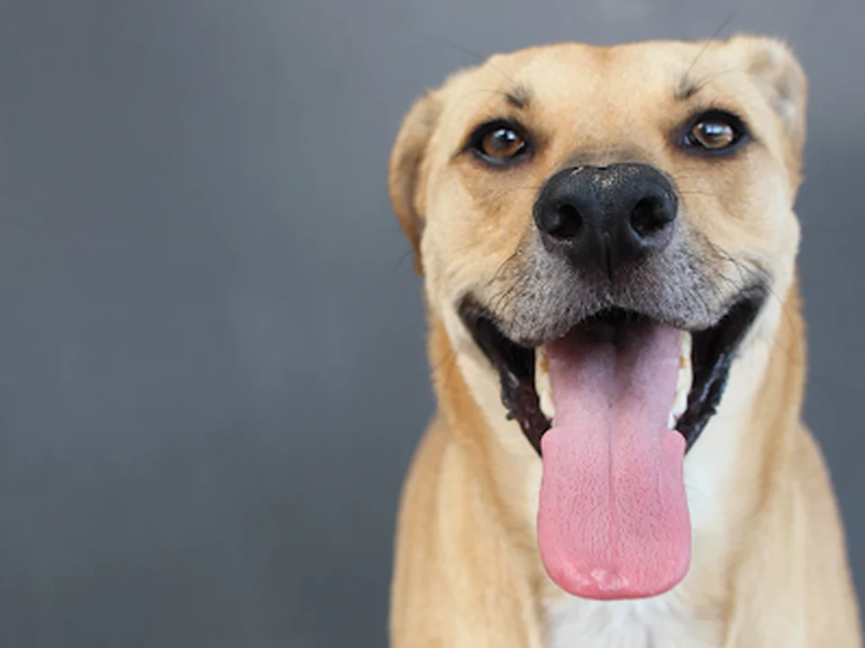 Como Can Educación Canina
