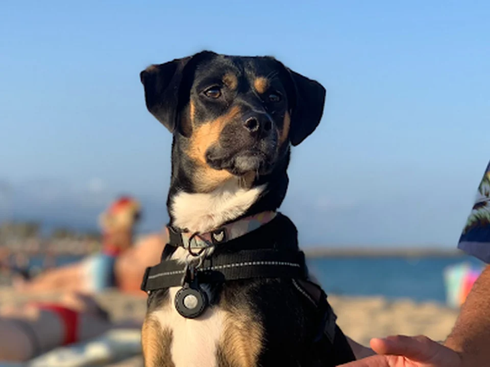 Dog Care Barcelona | Alojamiento para Mascotas