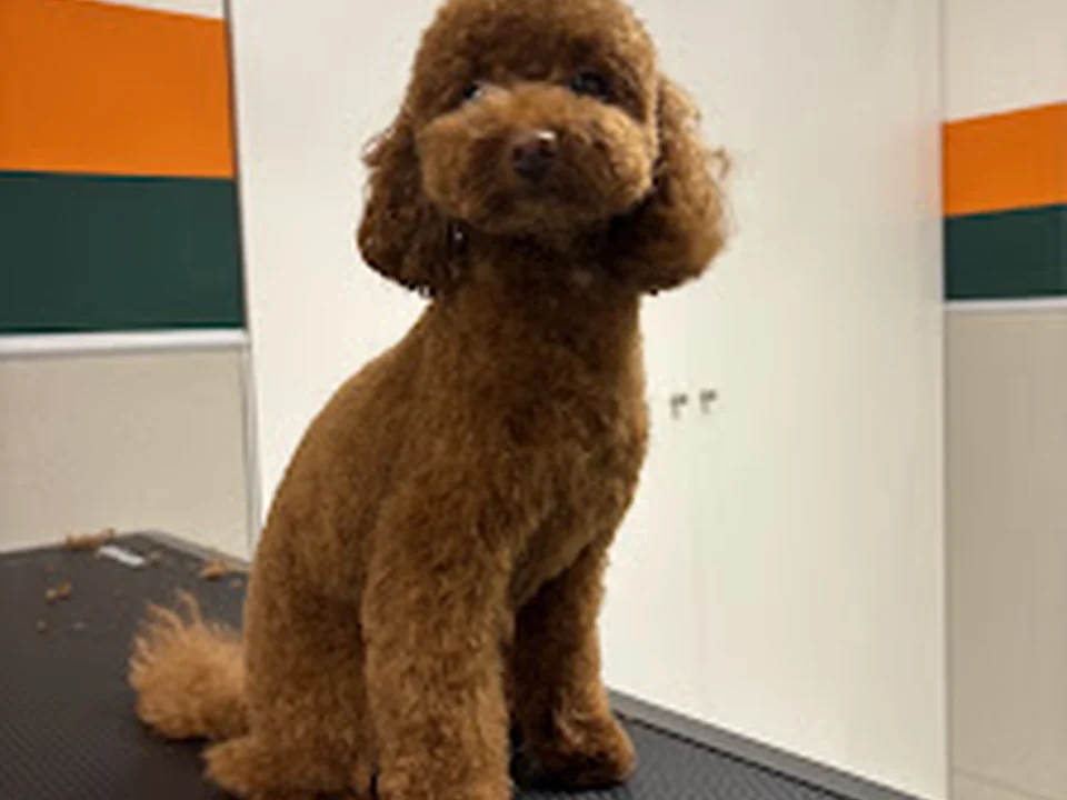 Dogterra