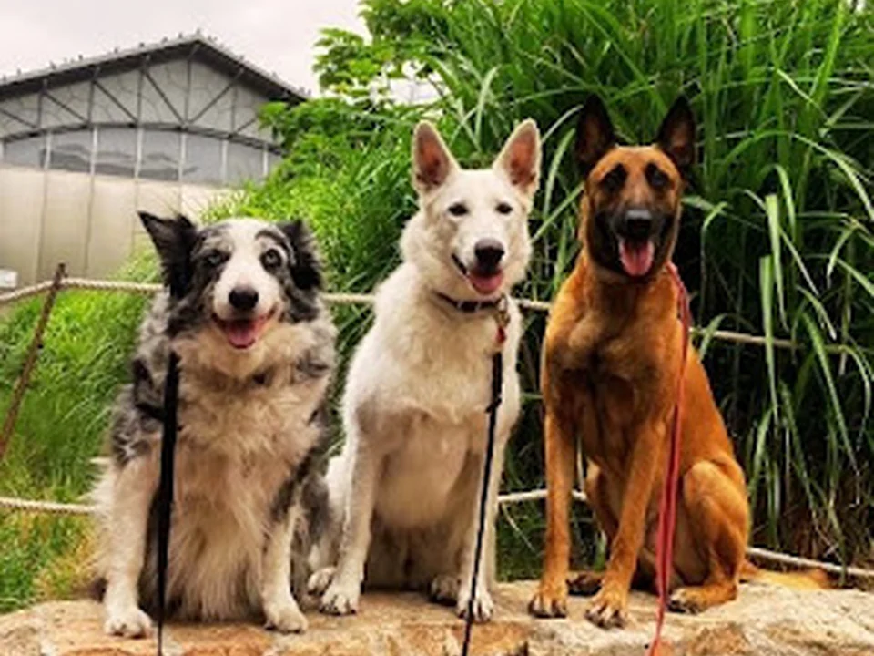 Educador y Paseador de Perros | Pasión Canina