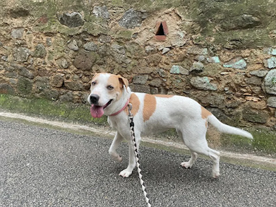 EducaGos Adiestramiento Canino