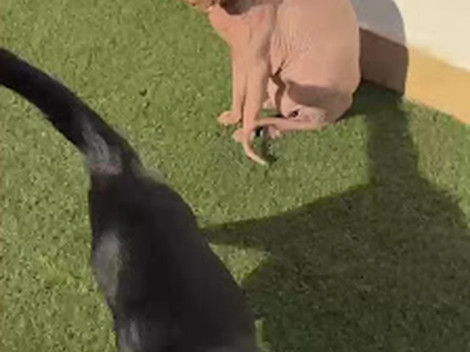 Educarmiperroya Educador canino