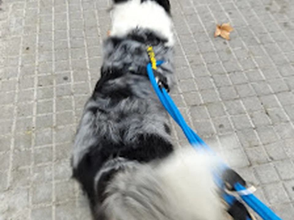 Foto de Guarderia canina Vidaperrabarcelona