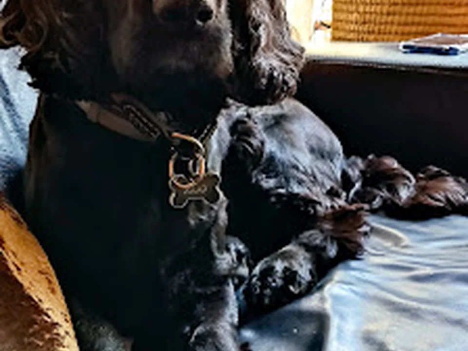 Guarderia i residència canina familiar
