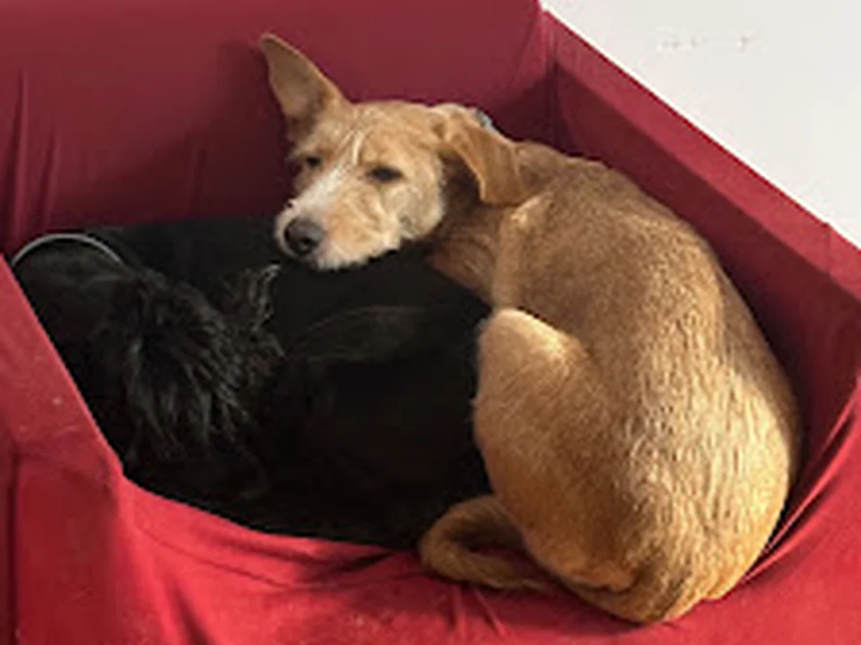 Guardería Pet Barcelona