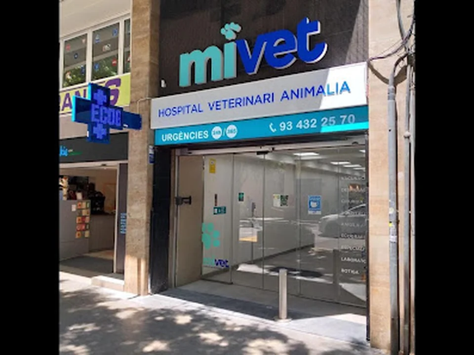 Hospital Veterinari MiVet Animalia
