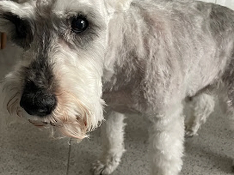 MOIXAINES PELUQUERIA CANINA Y FELINA
