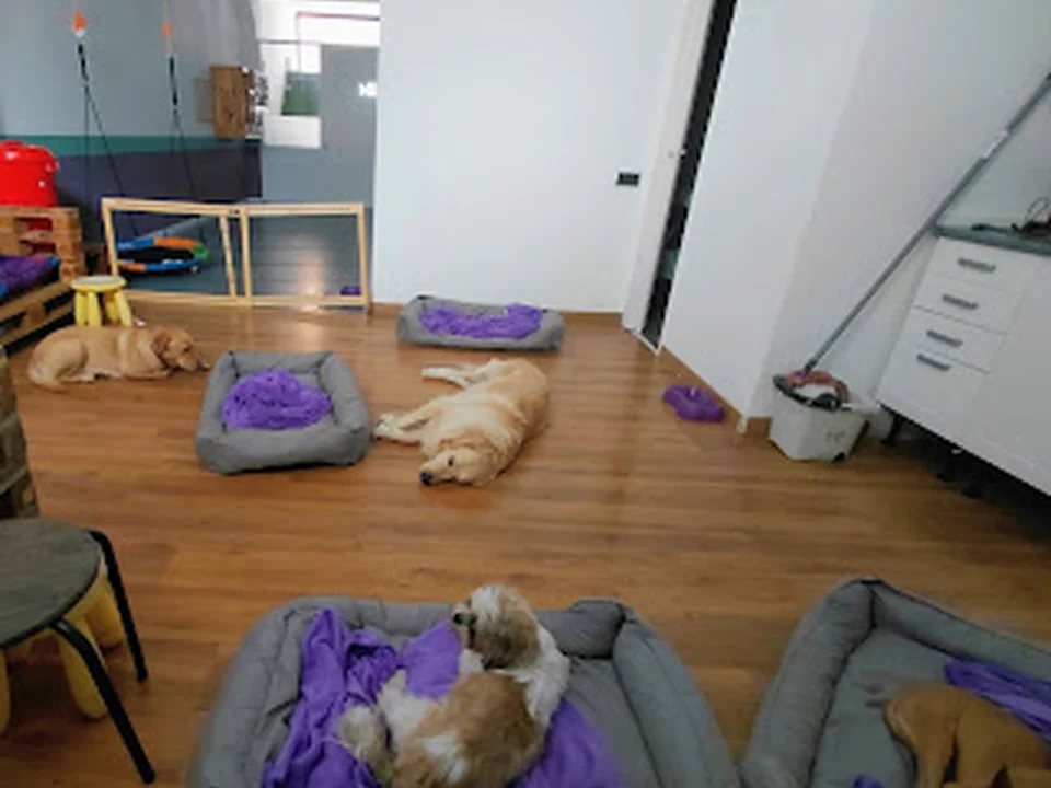 Oh My Gos Guarderia Canina