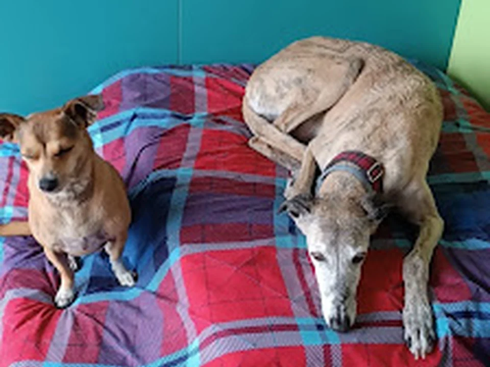PaseoconPerros