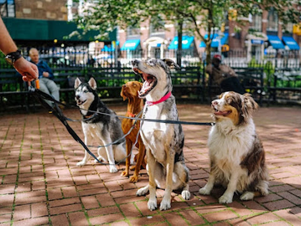 Passejador i cangur de mascotes TORACANINA