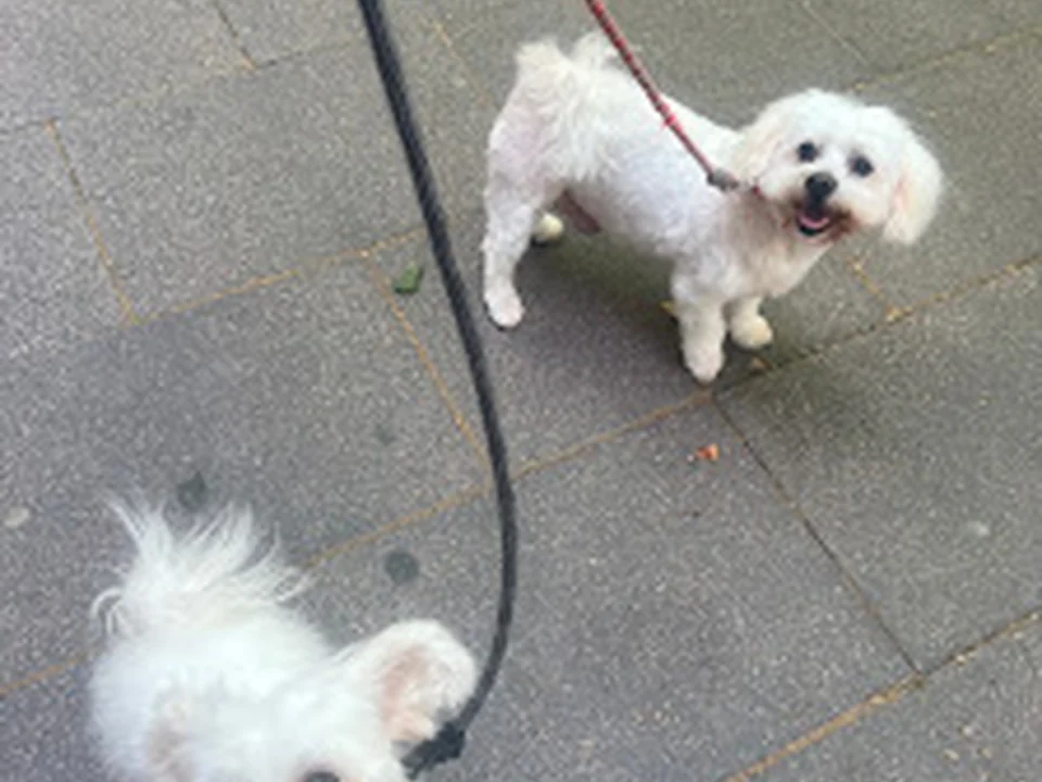 Peluqueria Canina Panxi