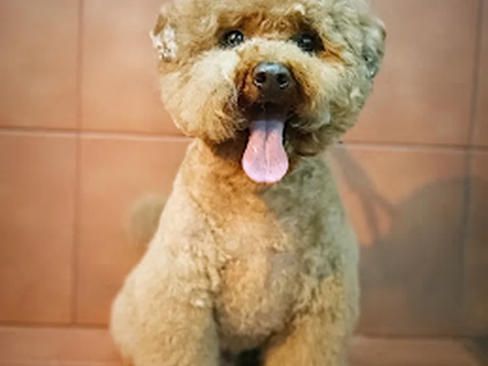 Perruqueria Canina Iru