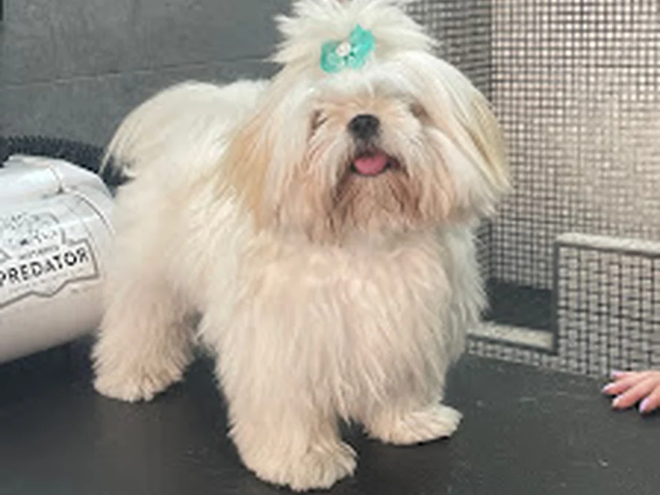 Perruqueria Canina y felina LOS TUTIS