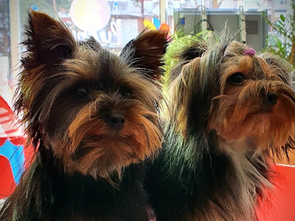 Puppy Day Care . Guardería para "perros pequeños" . Y peluquería para todos los tamaños y razas 🐕🦮🐕‍🦺🐩🦊🐈