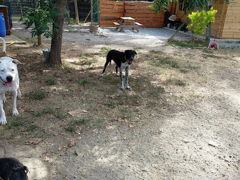 Residència canina Can Franch