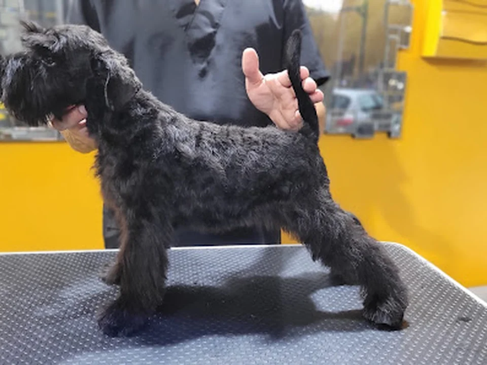 Samoa Estilistes Canins