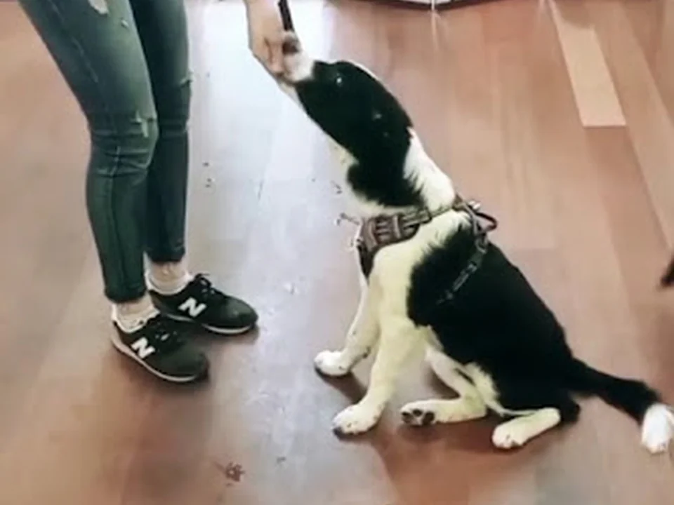 Sapiens Dog - Educación canina / Adiestramiento canino / Educación cachorros