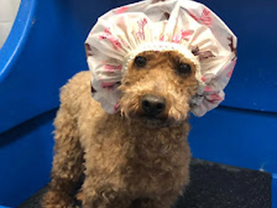 Foto de Spa Posa'l Xulo Perruqueria i Estètica Canina Born
