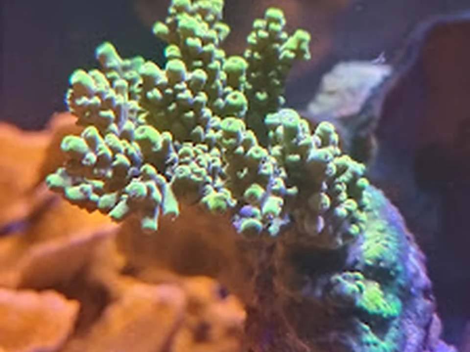The Reef Bcn
